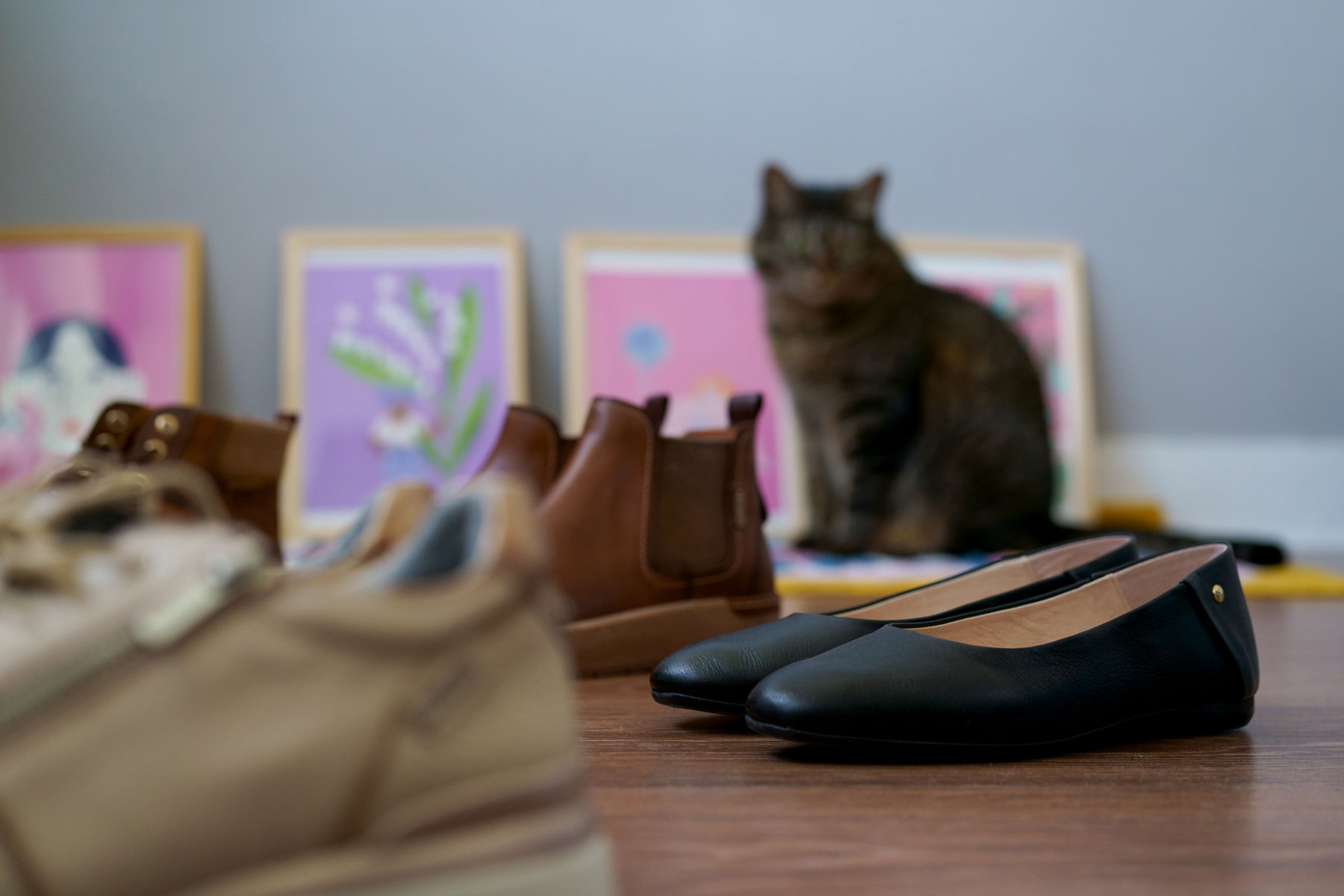 Fotografía de unos varios zapatos de mujer de Pikolinos y de fondo los cuadros pintados por
                        Marie y su gato.