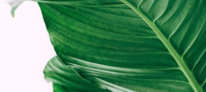 White background with a green leaf.