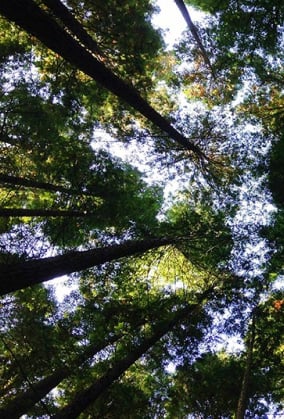 Texto sobre una imagen de copas de árboles visto desde abajo con el cielo.