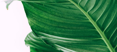 Texto en fondo blanco con una hoja verde.