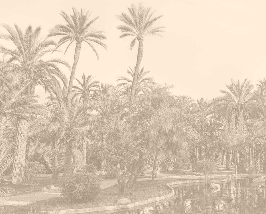 Old sepia photo of the palm grove of Elche, city of Jun Perán