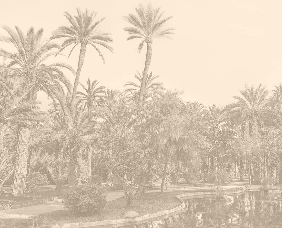 Foto antigua en color sepia del palmeral de Elche, cuidad de Jun Perán