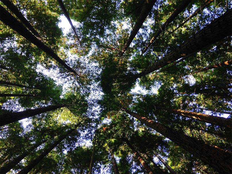 Extreme low angle of a forest