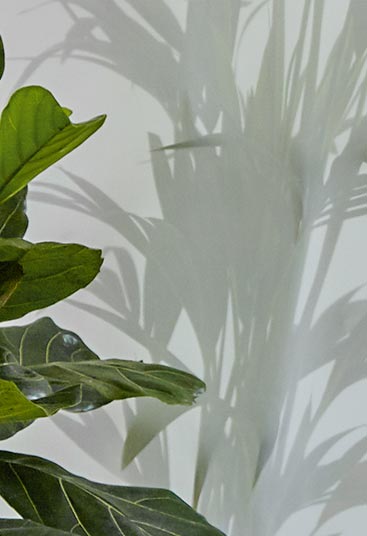 Image of leaves of a plant that casts its shadow on a white wall.
