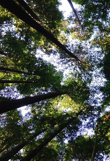image of tree branches taken from below and the text ‘environmental commitment’